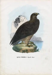 Aigle fauve, 1863-79